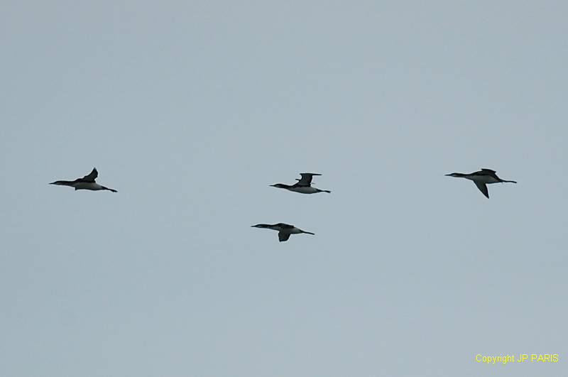 Gavia arctica